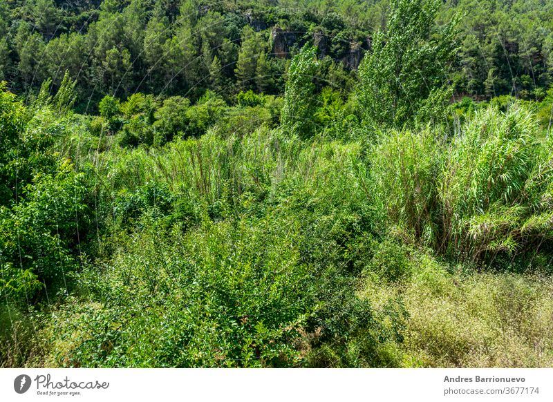 Blick auf die Landschaft des Flussbetts des Mijares-Flusses mit viel Vegetation in sehr grünen Tönen, während er durch die Stadt Ayodar fließt Szene bewachsen