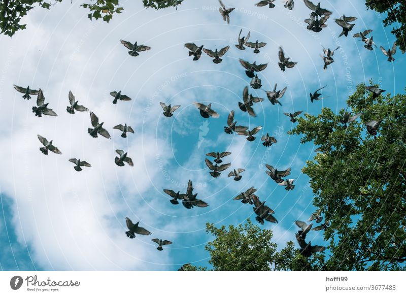 die Tauben fliegen im Schwarm Himmel Wolken Vogel Vogelschwarm Wildtier Tier Tiergruppe Freiheit