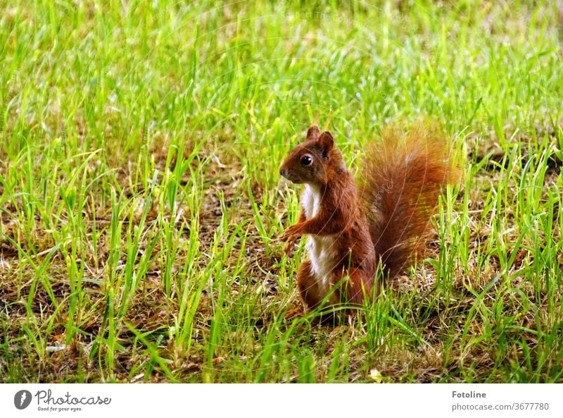 Ein kleines Eichhörnchen beobachtet ganz aufmerksam seine Umgebung Jungtier Tier Natur niedlich Farbfoto 1 Wildtier Außenaufnahme Menschenleer Tag braun
