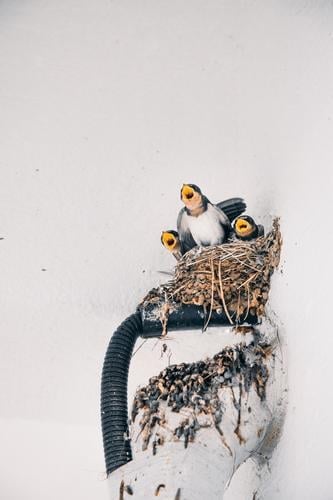 Junge Vögel zwitschern bei der Rückkehr ihrer Mutter Vogel Nest Jungtier Tier Natur Tierjunges Tierporträt Umwelt Küken Wildtier niedlich Schnabel Korea