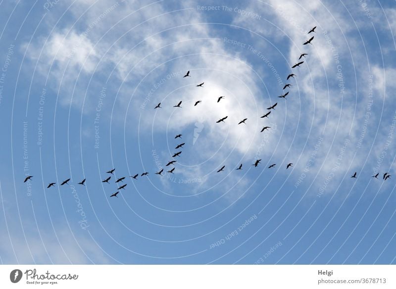 viele Kraniche fliegen vor blauem Himmel mit Wölkchen | Vorfreude Vögel Zugvogel Vogelzug Wolken Schwarm Außenaufnahme Natur Farbfoto Menschenleer Wildtier
