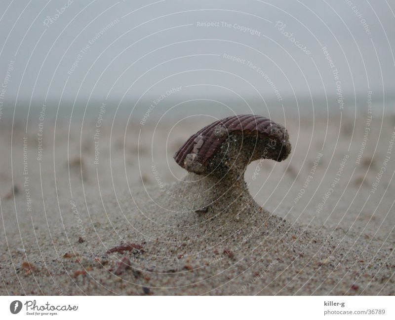 Muschel im Wind Meer Strand Helm Sandverwehung