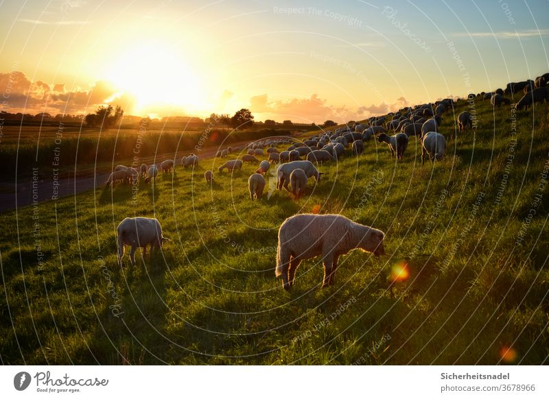 Schafe essen bei Sonnenuntergang Deich Nutztier Außenaufnahme Farbfoto Herde Landschaft Schafherde Menschenleer Tiergruppe Gegenlicht Landleben Sonnenstrahlen