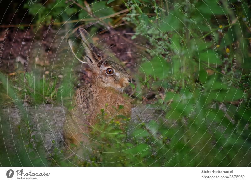 Hase hinter Gestrüpp Hase & Kaninchen Feldhase Außenaufnahme Tierporträt Wildtier Menschenleer Farbfoto Natur Gras neugierig wachsam