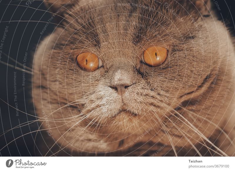 Nahaufnahme-Porträt der Schottischen Katze mit großen orangefarbenen Augen. Fettes Katzengesicht Lügen Haustier Reinrassig katzenhaft fluffig Fell grau züchten