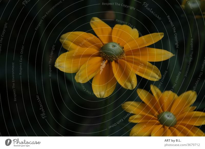 gelbe Rudbeckia mit einem dunklen Hintergrund im Garten gelbe Blüte blume schönheit ausschnitt nahaufnahme flower yellow rudbeckia sonnenhut heilen heilpflanze