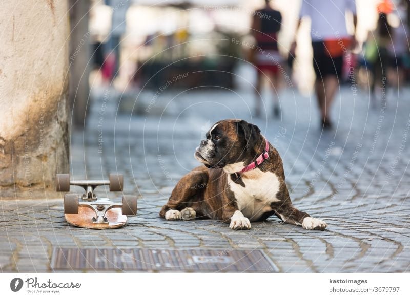 Schöner deutscher Boxerhund mit rotem Halsband, der draußen auf der Straße liegt und das Skateboard seines Besitzers bewacht Hund Tier Porträt heimisch braun