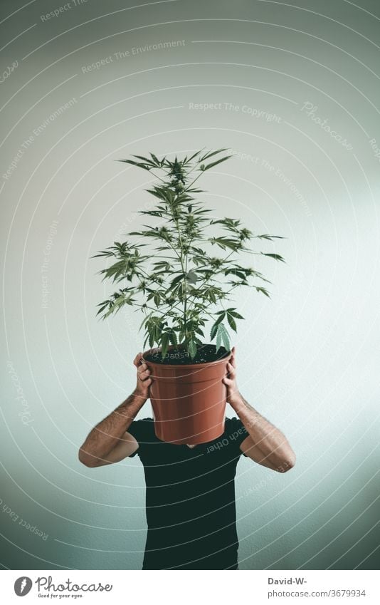 Mann versteckt sich hinter einer Marihuanapflanze Marihuana-Knospen Cannabis Cannabisblatt Cannabispflanze thc Drogen illegal Gesundheitswesen forschung Krebs