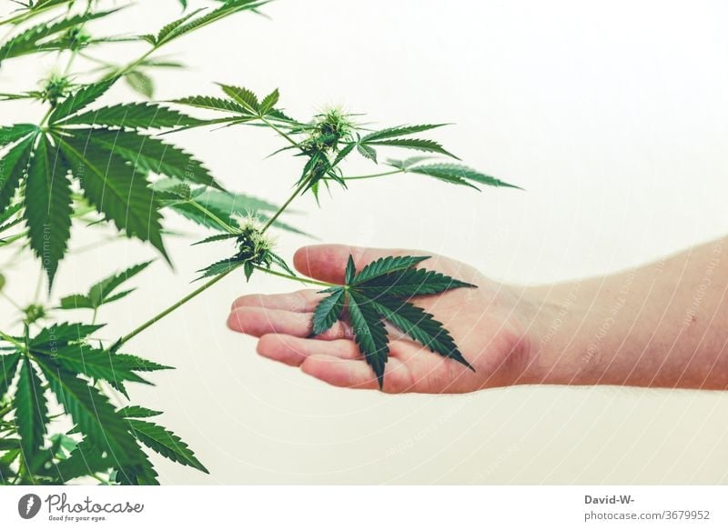 marihuana - Pflanze | Mann hält Blatt in einer Hand Marihuana Marihuana-Knospen Cannabis Cannabisblatt Cannabispflanze thc Drogen illegal Gesundheitswesen