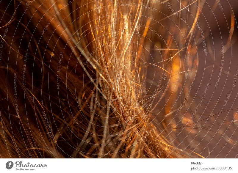 rot braune Haare im Gegenlicht der Abendsonne - Haarsträhnen Haare & Frisuren Strähnen Junge Frau Mensch Sommer Stimmung Lichtstimmung Dämmerung Intimität