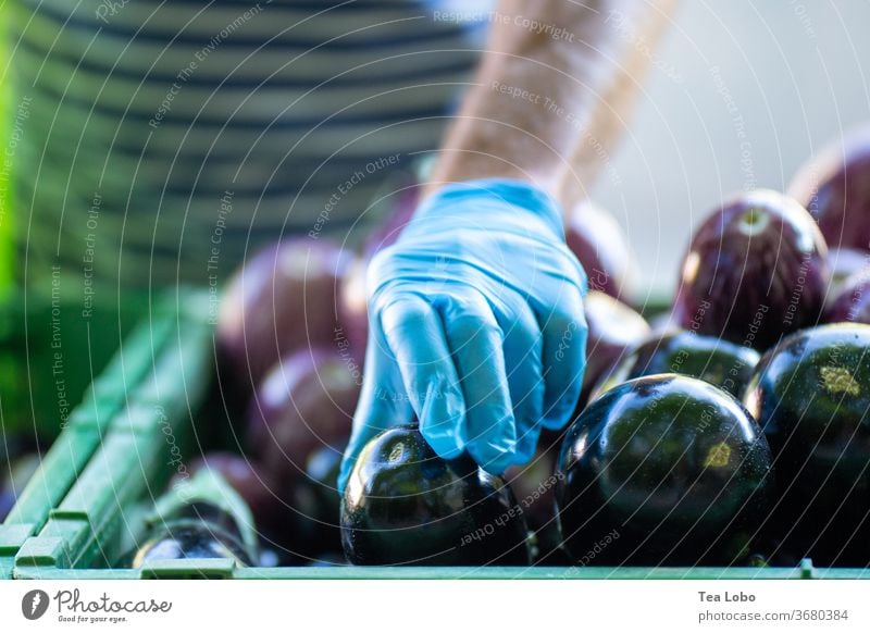 Auberginen mit Handschuhen von Hand pflücken Pandemie Markt Bioprodukte produzieren Sommer grüner Markt Gesundheit frisch Vorsicht Hygiene Lebensmittel