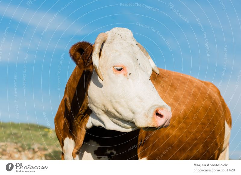 Nahaufnahme einer braunen und weißen Kuh Tier Tiere Rindfleisch Land Landschaft Kühe niedlich Molkerei Tag heimisch Umwelt Europa Bauernhof Landwirtschaft