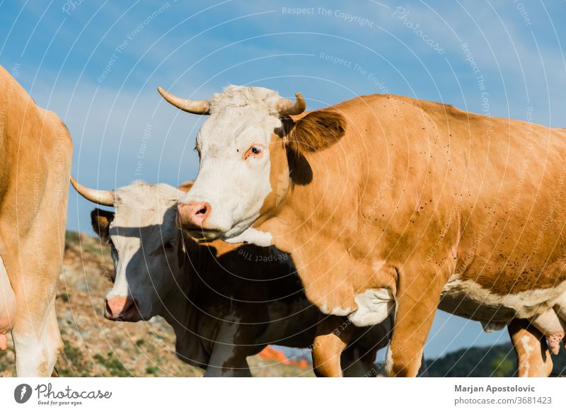 Nahaufnahme von braunen und weißen Kühen Tier Tiere Rindfleisch Land Landschaft Kuh niedlich Molkerei Tag heimisch Umwelt Europa Bauernhof Landwirtschaft