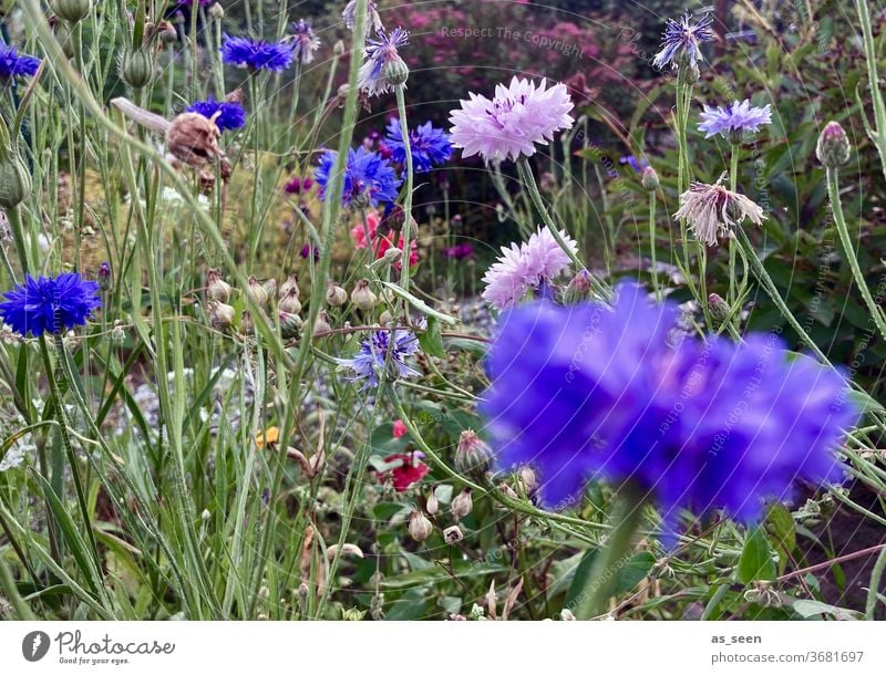 Blumen im Garten Blumenwiese Kornblume Feldrand bunt lila blau grün rosa pink Sommer Sommerwiese wild Natur Pflanze Blüte Blühend Wiese Farbfoto Außenaufnahme