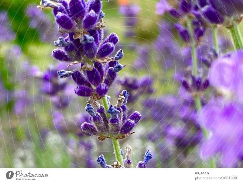 Lavendel lila violett Pflanze Blüte Natur Duft Blume Sommer Farbfoto Außenaufnahme Schwache Tiefenschärfe Blühend Garten Nahaufnahme grün Menschenleer Umwelt