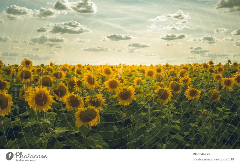 Sonnenblumenfeld im Sonnenuntergang Natur Landschaft Farbfoto Außenaufnahme Umwelt Menschenleer Dämmerung Sommer Blume Feld gelb Nutzpflanze Blühend Blüte