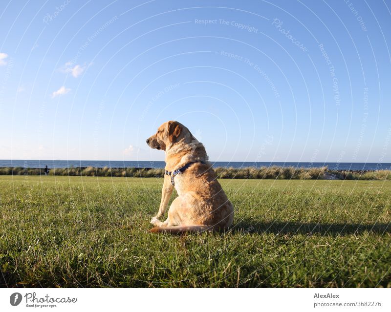 2000! - Der beste Hund der Welt - Ein Blonder Labrador sitzt auf einer Wiese auf dem Deich vor der Ostsee und schaut in die Ferne blond Tier Haustier stark