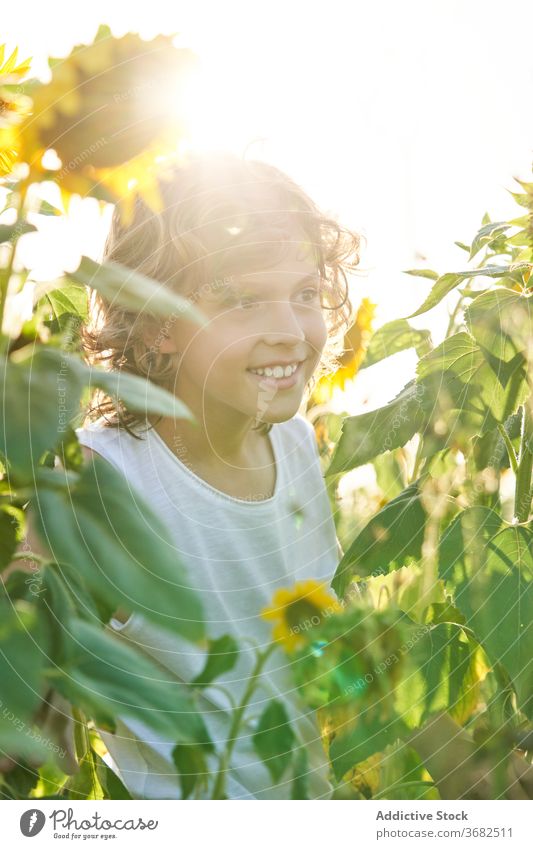 Nettes Kind in blühenden Sonnenblumenfeld Junge Feld genießen Sommer Blume Wiese Blütezeit Natur Freude Glück Lächeln Landschaft heiter grün gelb Farbe lebhaft