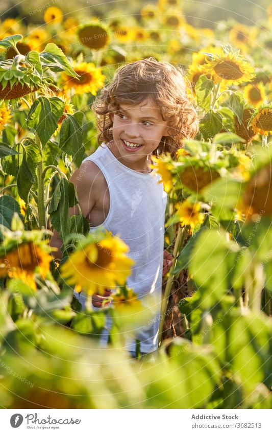 Nettes Kind in blühenden Sonnenblumenfeld Junge Feld genießen Sommer Blume Wiese Blütezeit Natur Freude Glück Lächeln Landschaft heiter grün gelb Farbe lebhaft