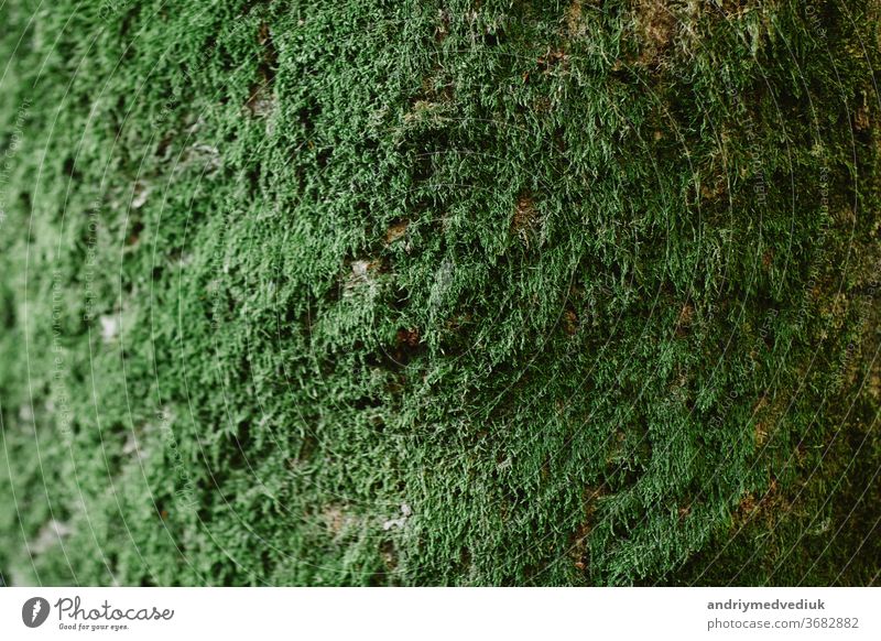 Nahaufnahme von grünem Moos auf Holz in der Regenzeit,selektiver Fokus,Umweltkonzept,Kopierraum. Grüne Rinde auf Baumstamm in Nahaufnahme. Moos wächst stark auf der Rinde dieses Baumes