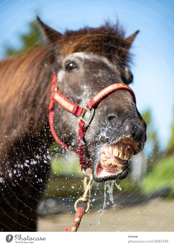 Isländisches Pferd beim Zähneputzen Islandpferd Farbfoto wild Ferien & Urlaub & Reisen Wetter Außenaufnahme hof niederfeld Freiheit Lächeln Wasser Wassertropfen