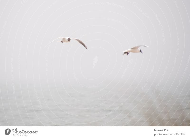 Fly in fog Umwelt Natur Landschaft Tier Luft Wasser Himmel Wolken Horizont schlechtes Wetter Nebel Regen Nordsee Ostsee Meer Vogel Flügel 2 fliegen grau Möwe