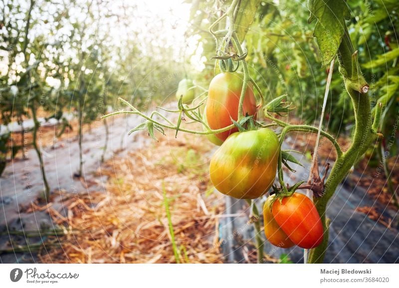 Reifung von Bio-Tomaten in einem Gewächshaus gegen die Sonne. Gemüse Bauernhof reifen Ackerbau Lebensmittel organisch Gartenbau Wachstum grün frisch Natur
