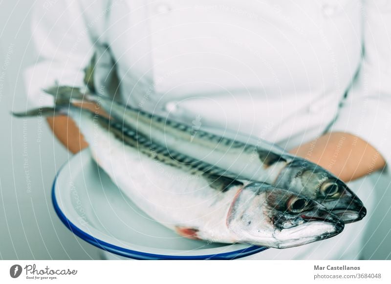 Frau in Kochmontur zeigt ein Gericht mit frischem Fisch. Konzept der Küche. Frische Makrele auf einem weißen Teller. Küchenchef Speise Hand Person professionell