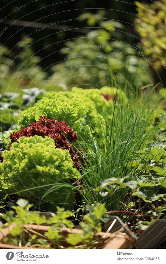 gemüsebeet Gemüsebeet Salat Garten grün anbauen Beet Gartenarbeit Vegetarische Ernährung Bioprodukte Wachstum frisch Lebensmittel Nutzpflanze Gesunde Ernährung