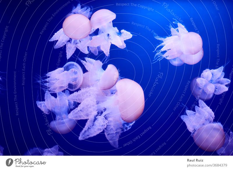 Gruppe weißer Quallen, die im Ozean schwimmen schwarz Medusa aquatisch gefährlich exotisch friedlich Zoo Tierwelt Tropen Gift Stich Risiko aqualung Aquarium
