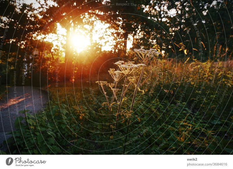 Abendgruß Umwelt Natur Pflanze Sonnenlicht Tag Menschenleer Sträucher Wildpflanze Detailaufnahme leuchten Farbfoto Außenaufnahme Nahaufnahme Wetter