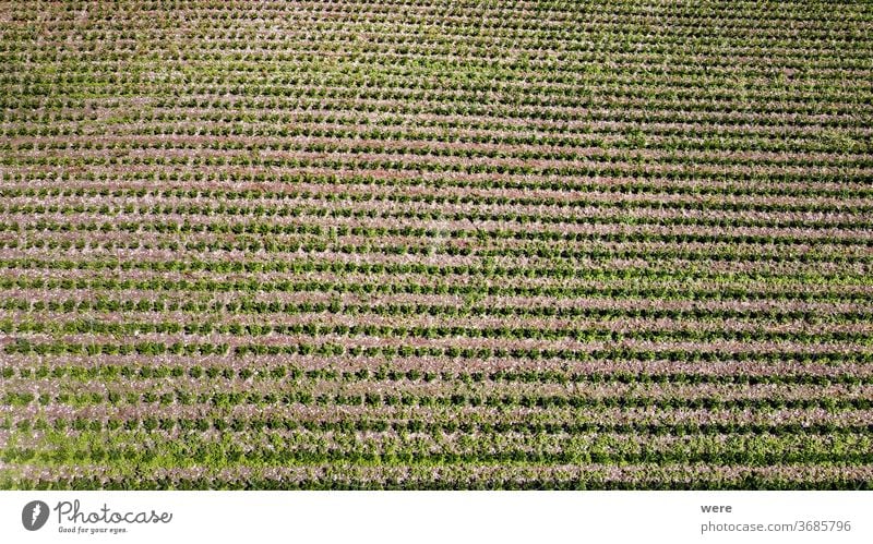 Felder mit Gemüsepflanzen von oben Bereich Flug Luftaufnahme Vogelschau Koch Vegetarisch kochen Essen zubereiten Textfreiraum Drohnenflug Ende der Saison
