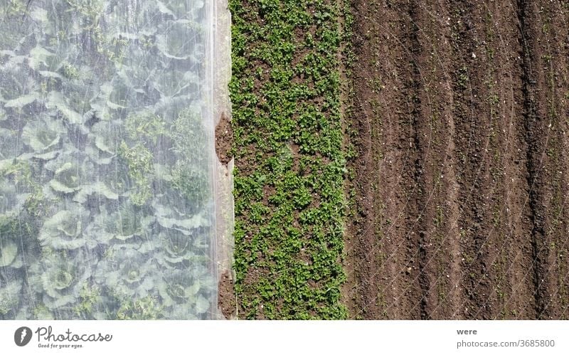 Felder mit Gemüsepflanzen von oben Bereich Flug Luftaufnahme Vogelschau Koch Vegetarisch kochen Essen zubereiten Textfreiraum Drohnenflug Ende der Saison