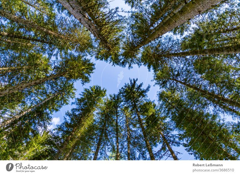 in einem Wald zum Himmel aufschauen abstrakt Österreich Herbst Hintergrund Schönheit Schwarzwald blau Ast Wolken Nadelbäume Erhaltung Tag Ökologie Umwelt Tanne