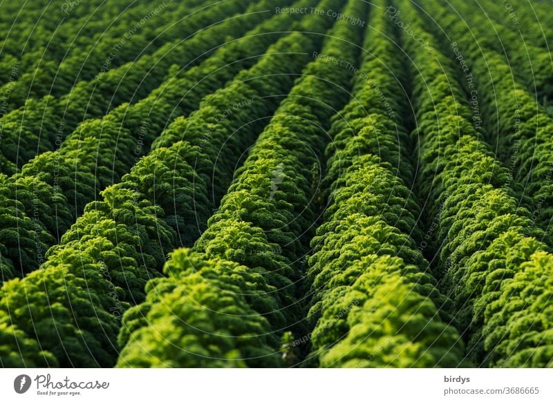 Ein Grünkohlfeld, Reihen von erntereifem Grünkohl, formatfüllend Gemüse Landwirtschaft Kohl Gemüseanbau regionale Produkte frisch Gesunde Ernährung
