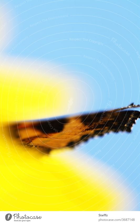 schräger Flügel Schmetterling Falter abstrakt anders Abstraktion blauer Himmel goldener Oktober Schmetterlingsflügel einmalig verwischt einzigartig leicht