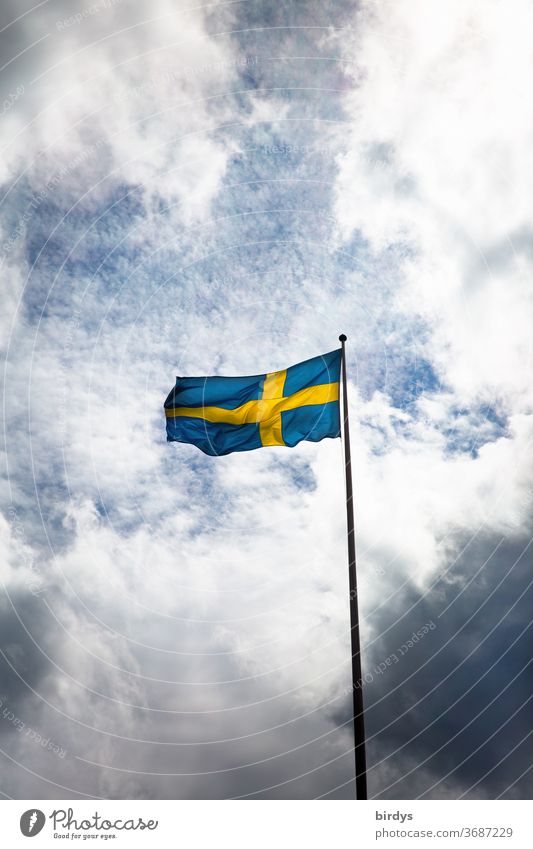 die schwedische Flagge weht im Wind vor Himmel und Wolken Schweden Nationalflagge Corona Patriotismus Fahne wehen Fahnenmast düster blau gelb Skandinavien