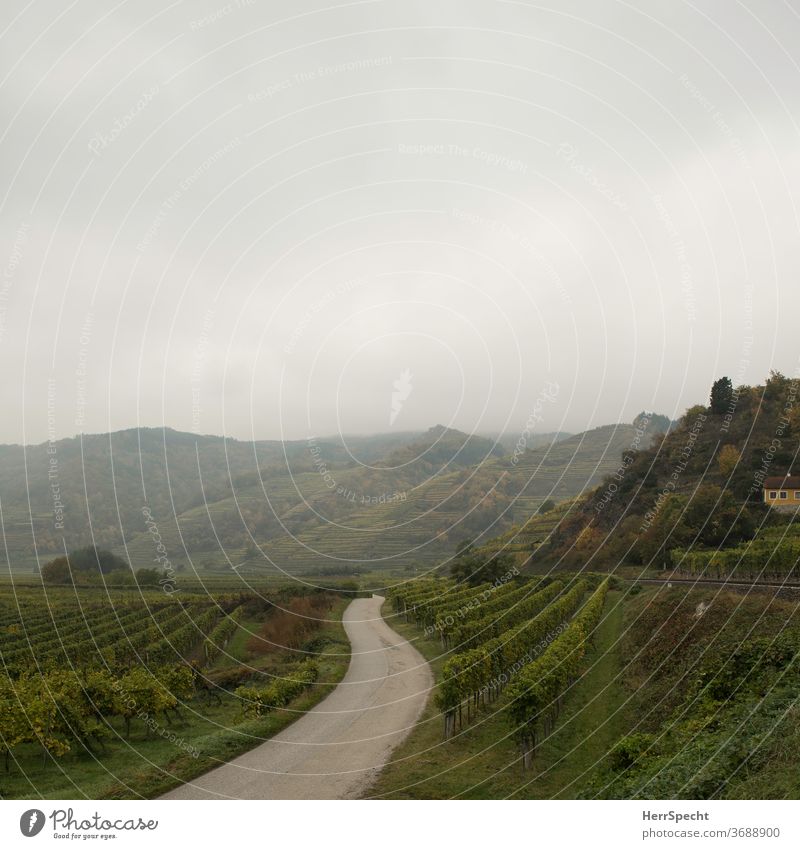 Schmale Straße zwischen Weinbergen Weinbau grün Menschenleer Herbst Landschaft Nebel Morgennebel Außenaufnahme Nutzpflanze Hügel Wachau Österreich