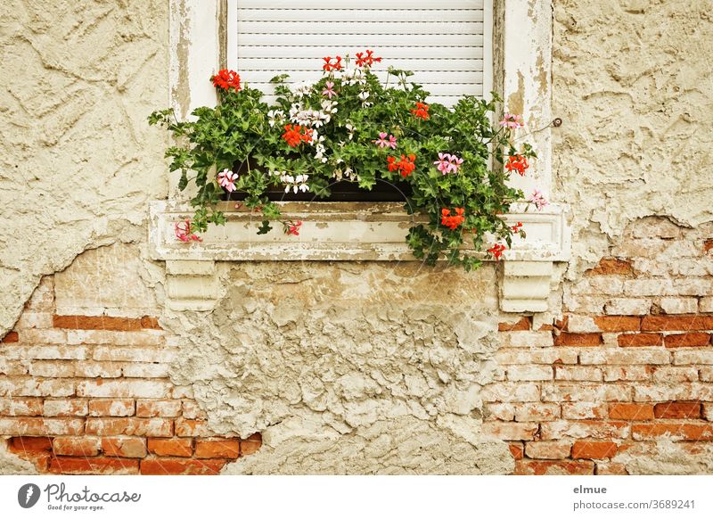 Die Fassade des alten Hauses bröckelt aber der Blumenkasten wird liebevoll gepflegt. Ziegelbau wohnen bröckeln Putz marode Altbau Fenster Architektur verfallen