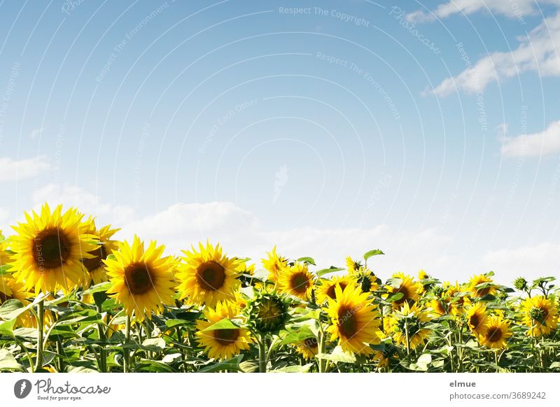 Sonnenblumenfeld und blauer Himmel mit Dekowolken und viel Textfreiraum himmelblau Pflanze Bienenfutter Feld Schönwetterwolke Blume Schönheit gelb Lichttherapie
