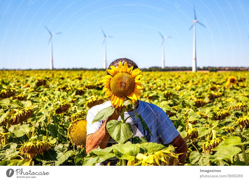 Anonymität. Sommerlandschaft gegen einen hellblauen Himmel. Mann stehend in einem gelben Feld von Sonnenblumen mit gelbem Kopf der Sonnenblume, die sein Gesicht bedeckt. Windturbinen Hintergrund