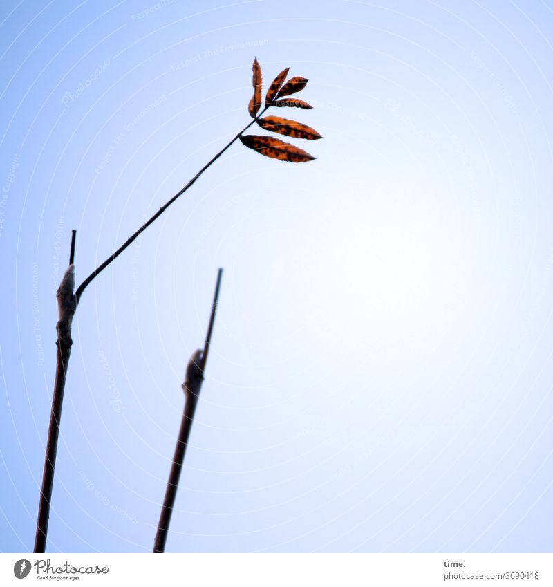 Herbst voraus (2) ast blatt herbst himmel oben übergang transformation welk verwelken hängen klammern sonnig schatten