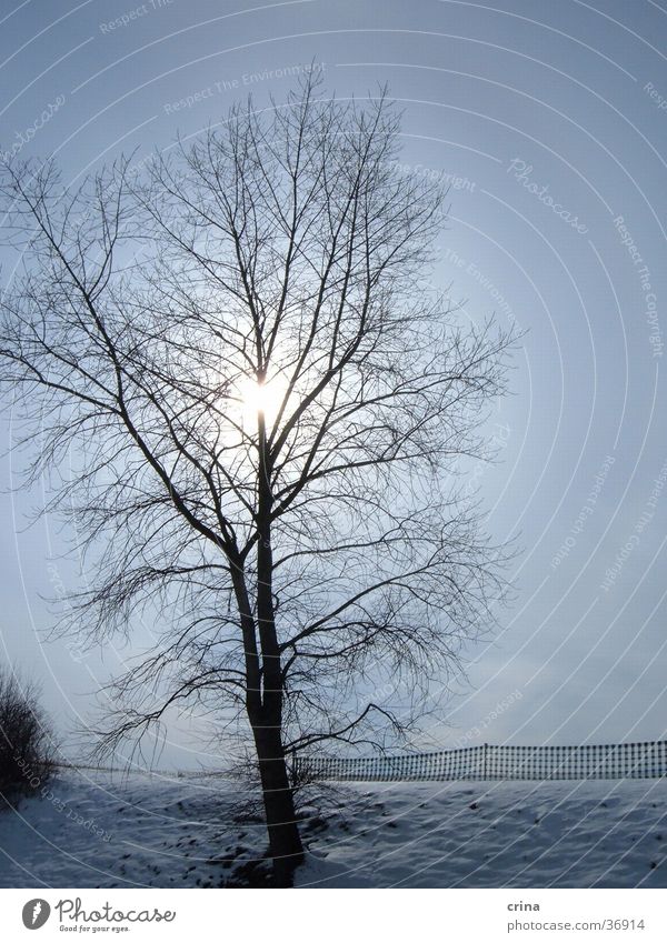 Wintertag Baum Gegenlicht Schnee Sonne Himmel blau