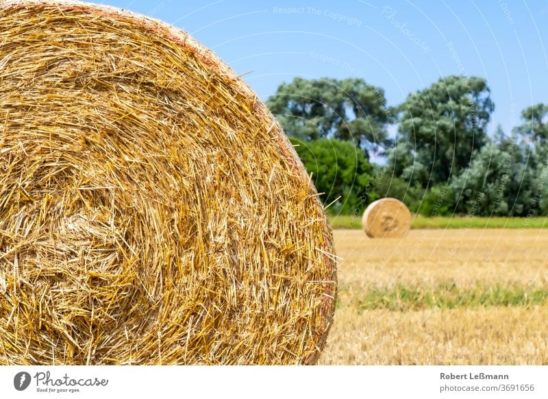 ein Feld mit vielen Strohballen, mit einem blauen Himmel Agra Ackerbau Hintergrund Ballen Tag getrocknet trocknen Bauernhof golden Korn Ernte Heu Heuballen