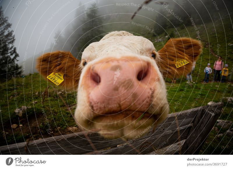 Distanzlose Kuh am Achensee Landwirtschaft Rind Wald Natur Naturschutzgebiet anstrengen Umwelt Mut Beginn Berge u. Gebirge wandern Farbfoto Textfreiraum rechts