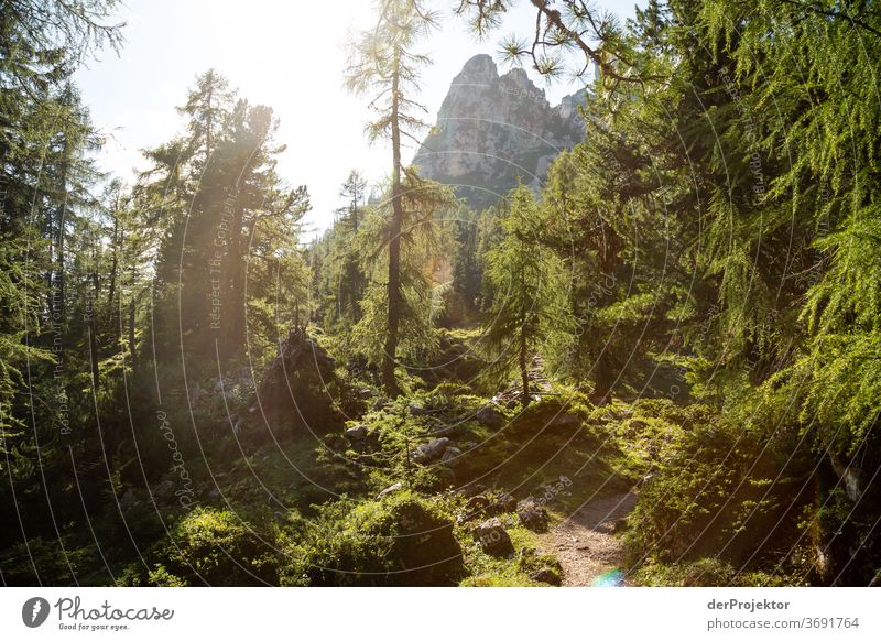 Zauberwald im Gegenlich am Achensee Wald Natur Naturschutzgebiet anstrengen Umwelt Mut Beginn Berge u. Gebirge wandern Farbfoto Textfreiraum rechts Schatten