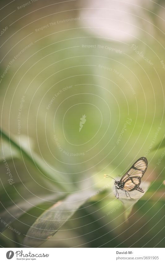 shooting mit einem Schmetterling Pflanze Blatt starke Tiefenschärfe grün verwunschen Sommer Frühling besonders außergewöhnlich einzigartig pose posierend