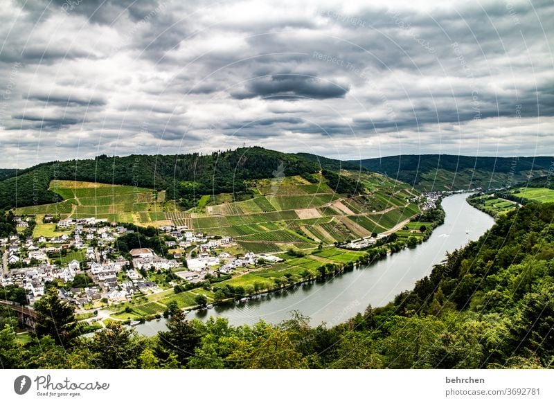 wein wandern Wege & Pfade Hunsrück Moseltal Weinbau Rheinland-Pfalz Mosel (Weinbaugebiet) Weinstock Weinberg Weintrauben Weinrebe Landschaft Berge u. Gebirge