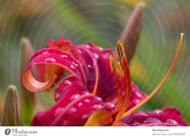 Taglilien-Blüte mit mehr als 20 Regentropfen Hemerocallis Crimson pirate hemerocallis x cultorum Natur Pflanze Farbfoto Nahaufnahme Blume Makroaufnahme gelb