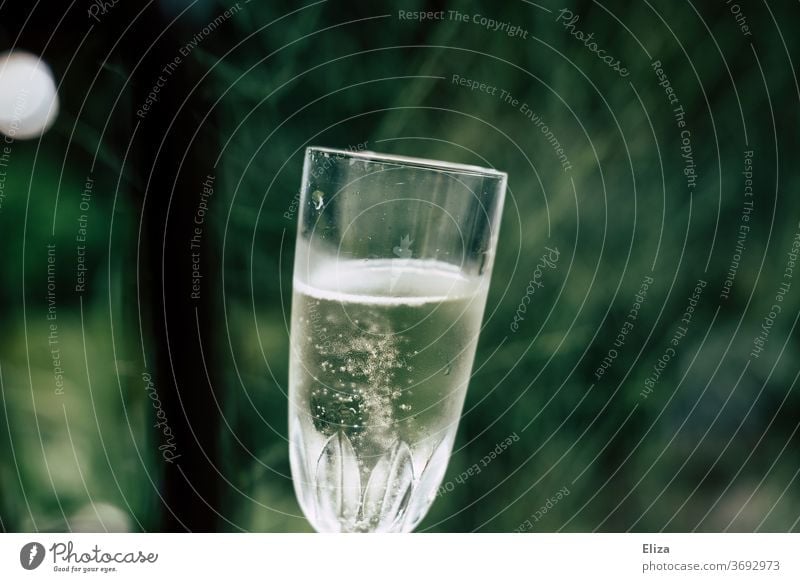 Sektglas mit Prosecco im Grünen grün Alkohol Getränk Champagner Schaumwein perlend perlig Glas